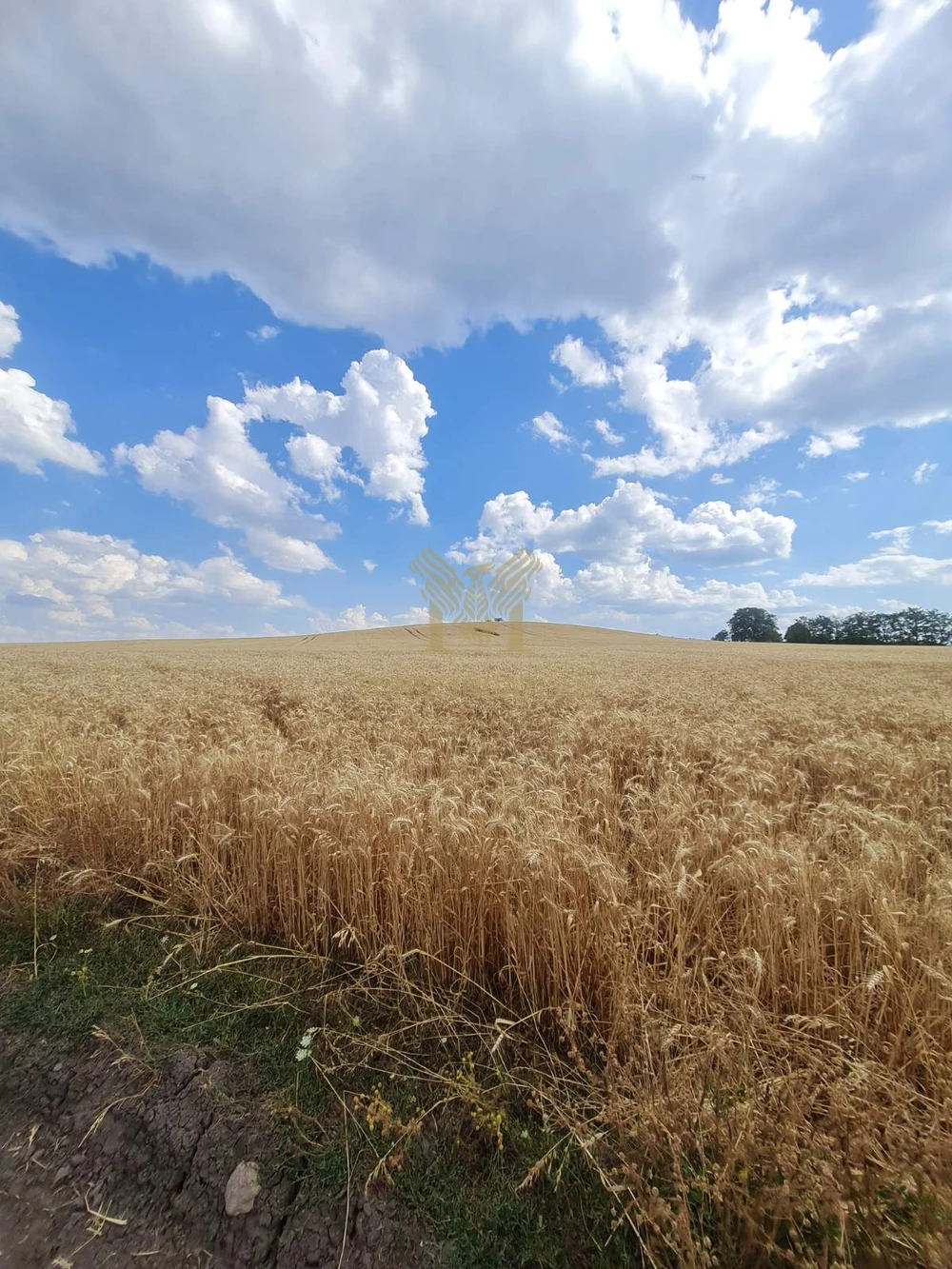Panorámás fejlesztési telkek Szokolyán, erdővel – befektetőknek, természetközeli álomprojekthez!